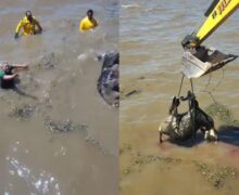 Búfalo de 300 kg mobiliza garis e trator em ponto turístico de Macapá