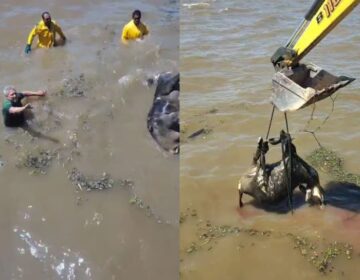 Búfalo de 300 kg mobiliza garis e trator em ponto turístico de Macapá