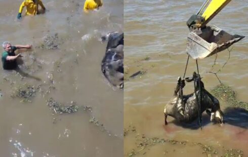 Búfalo de 300 kg mobiliza garis e trator em ponto turístico de Macapá