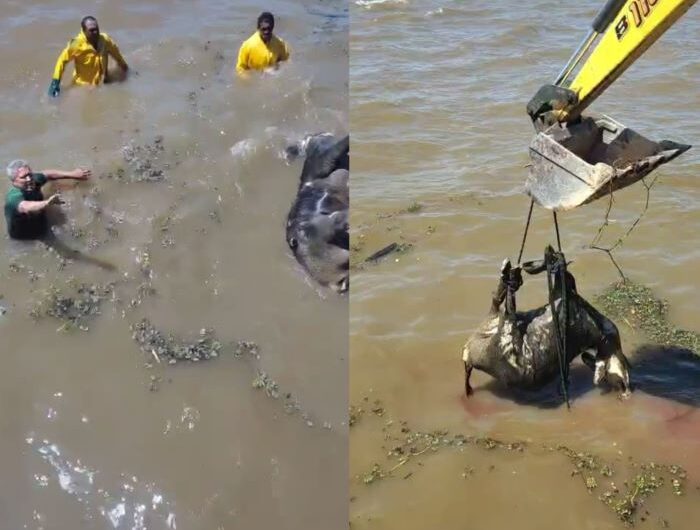 Búfalo de 300 kg mobiliza garis e trator em ponto turístico de Macapá