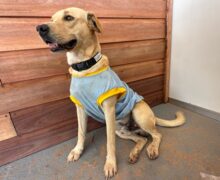 Cães que vivem na área da Expofeira ganham banho e ‘uniformes’ para o evento