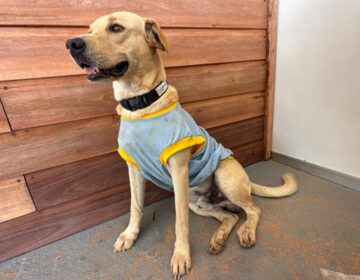 Cães que vivem na área da Expofeira ganham banho e ‘uniformes’ para o evento