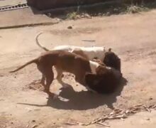 Pitbulls atacam cadela ‘adotada’ por moradores e deixam animal em estado grave