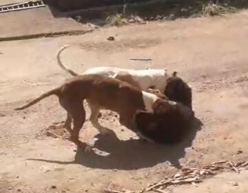 Pitbulls atacam cadela ‘adotada’ por moradores e deixam animal em estado grave