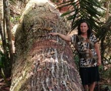 Árvores gigantes são derrubadas por obra de linha de transmissão