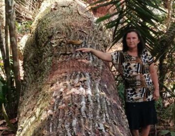 Árvores gigantes são derrubadas por obra de linha de transmissão