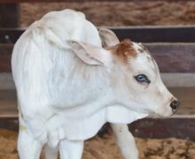 Bezerra nasce na Expofeira, vira mascote do evento e precisa de um nome