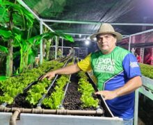 Areia e caroço de açaí adaptam cultivo hidropônico ao clima do Amapá