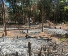 8 são presos após desmatamento e venda ilegal de lotes em área pública de Macapá