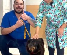 Após 5 cirurgias, cadela atacada por pitbulls espera adoção