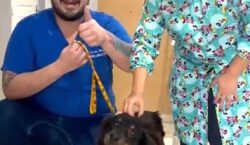 Após 5 cirurgias, cadela atacada por pitbulls espera adoção