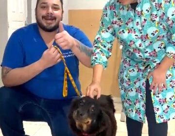 Após 5 cirurgias, cadela atacada por pitbulls espera adoção