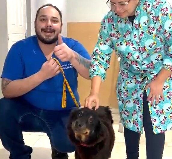 Após 5 cirurgias, cadela atacada por pitbulls espera adoção