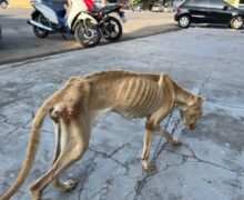 Cadela “só pele e osso” é resgatada faminta em residência de Macapá