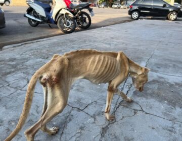 Cadela “só pele e osso” é resgatada faminta em residência de Macapá
