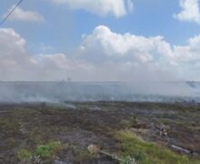 Acusados de causar incêndios para capturar tracajás e ovos são indiciados