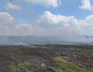 Acusados de causar incêndios para capturar tracajás e ovos são indiciados