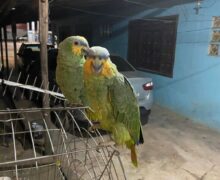 Tutora de papagaios furtados oferece R$ 3 mil por pistas de Maria e Louro