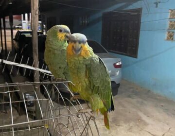 Tutora de papagaios furtados oferece R$ 3 mil por pistas de Maria e Louro