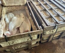 Fiscalização flagra quase 200 kg de peixe irregular em porto e dono da carga some