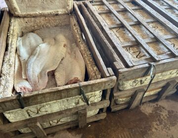 Fiscalização flagra quase 200 kg de peixe irregular em porto e dono da carga some