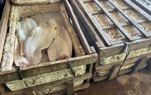 Fiscalização flagra quase 200 kg de peixe irregular em porto e dono da carga some