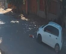 Morta com outro cachorro, cadela esperava volta dos donos que foram embora