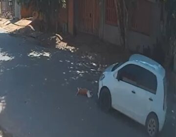 Morta com outro cachorro, cadela esperava volta dos donos que foram embora