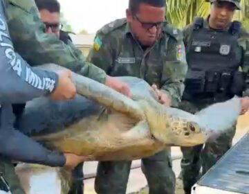 Tartaruga marinha gigante é resgatada ferida de rio no interior do Amapá