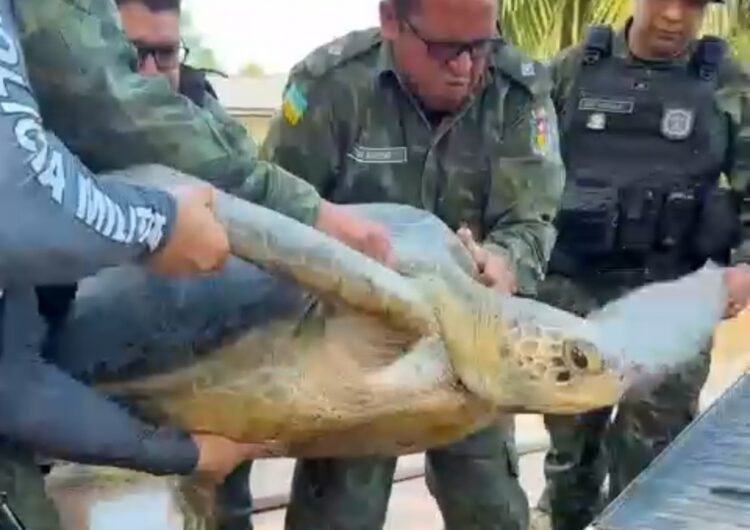 Tartaruga marinha gigante é resgatada ferida de rio no interior do Amapá