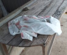 Recém-nascida é abandonada ensanguentada sobre mesa no interior do Amapá