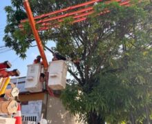Equatorial registrou 9 mil ocorrências de galhos em contato com a rede elétrica