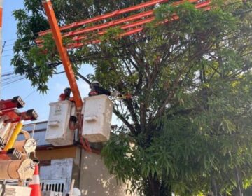 Equatorial registrou 9 mil ocorrências de galhos em contato com a rede elétrica