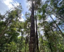 Desmatamento cai 17% na Amazônia e Amapá é um dos mais preservados