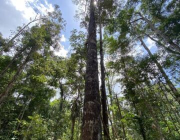 Desmatamento cai 17% na Amazônia e Amapá é um dos mais preservados