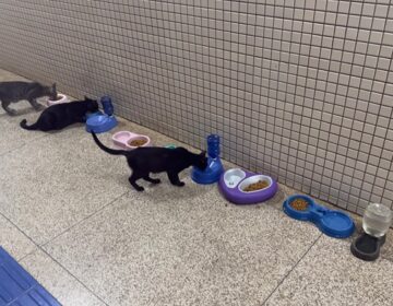 Professores e alunos alimentam gatos de rua na Ueap, mas alertam sobre abandono