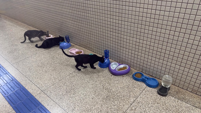 Professores e alunos alimentam gatos de rua na Ueap, mas alertam sobre abandono