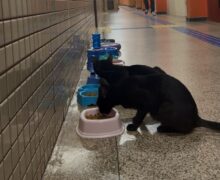 Polêmica: Grupo de servidores quer remoção de gatos comunitários da Ueap