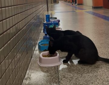 Polêmica: Grupo de servidores quer remoção de gatos comunitários da Ueap