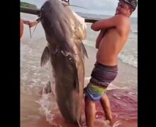 Filhote gigante impressiona pescadores