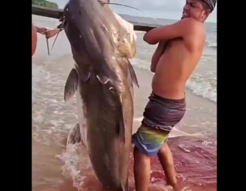 Filhote gigante impressiona pescadores