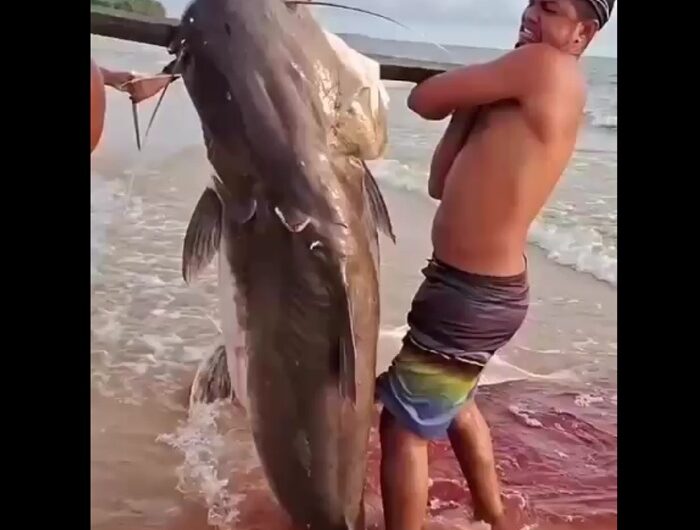 Filhote gigante impressiona pescadores