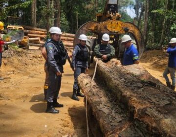 Policiais encontram extração legalizada de madeira, mas flagram caça e foragidos