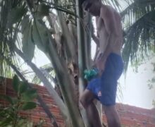 Coqueiro vira esconderijo de drogas e leva dois jovens à prisão