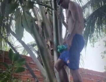 Coqueiro vira esconderijo de drogas e leva dois jovens à prisão