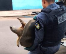 Tartaruga gigante escapa de virar refeição no interior do AP