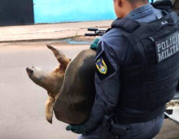 Tartaruga gigante escapa de virar refeição no interior do AP