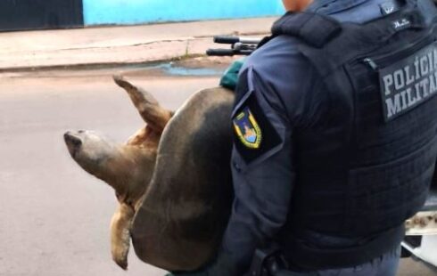 Tartaruga gigante escapa de virar refeição no interior do AP