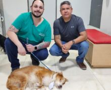 Cegos após agressões, cachorros encontram carinho e amor
