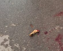 Cão luta pela vida após esquartejamento; dono é o principal suspeito